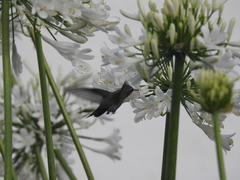 Cynanthus latirostris