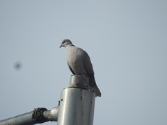 Streptopelia decaocto
