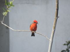 Pyrocephalus rubinus