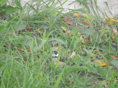 Sporophila torqueola