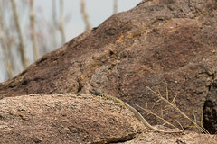 Crotaphytus vestigium