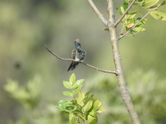 Cynanthus latirostris