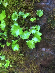 Micranthes odontoloma