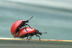 Chrysomela populi