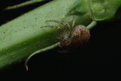 Indoxysticus