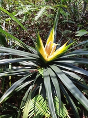 Freycinetia formosana