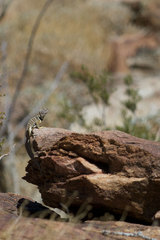 Crotaphytus vestigium