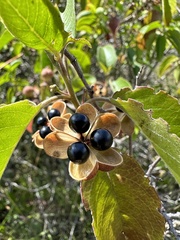 Llagunoa nitida, photograph (c) Nicolás Baresch Uribe, some rights reserved (CC BY)
