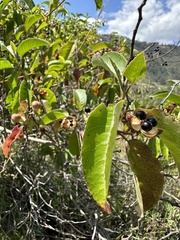 Llagunoa nitida, photograph (c) Nicolás Baresch Uribe, some rights reserved (CC BY)