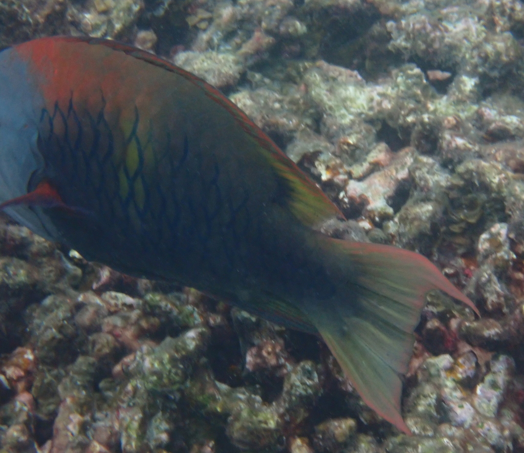 Sling-jaw wrasse