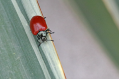 Chrysomela populi