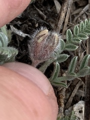 Oxytropis oreophila