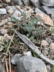 Oxytropis oreophila