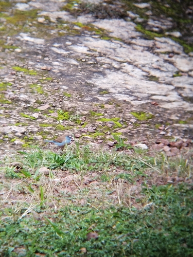 Red-cheeked Cordonbleu