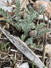 Oxytropis oreophila