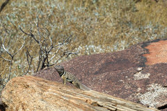 Crotaphytus vestigium