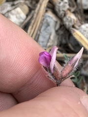 Oxytropis oreophila