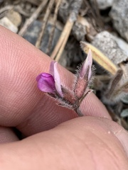 Oxytropis oreophila