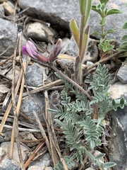 Oxytropis oreophila