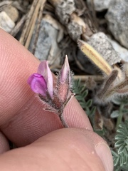Oxytropis oreophila