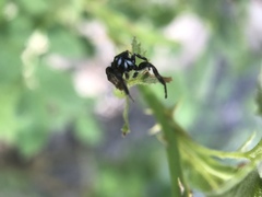 Metaphidippus