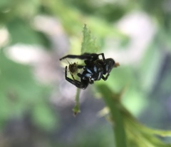 Metaphidippus
