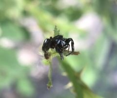 Metaphidippus