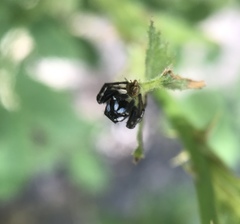 Metaphidippus