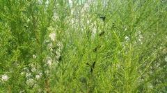 Scolia erythrocephala