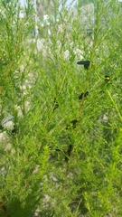 Scolia erythrocephala