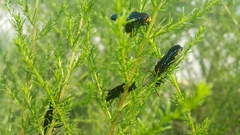 Scolia erythrocephala
