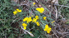 Genista millii