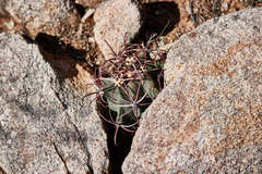 Ferocactus emoryi emoryi