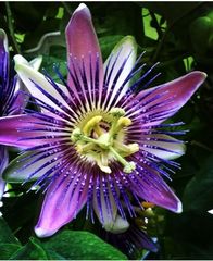 Passiflora alata × caerulea