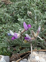 Oxytropis oreophila