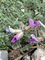 Oxytropis oreophila