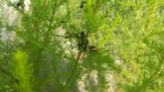 Scolia erythrocephala