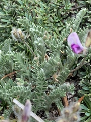 Oxytropis oreophila