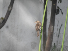 Passer domesticus