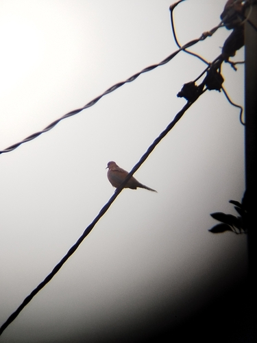 Laughing Dove