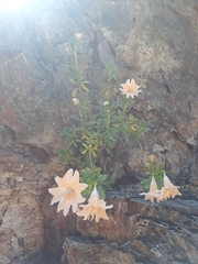 Diplacus grandiflorus