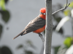 Pyrocephalus rubinus