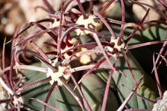 Ferocactus emoryi emoryi