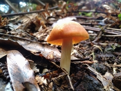 Camarophyllus pratensis gracilis