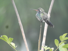 Cynanthus latirostris