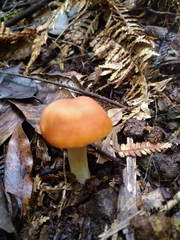 Camarophyllus pratensis gracilis