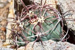 Ferocactus emoryi emoryi