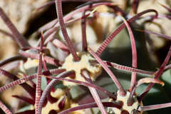 Ferocactus emoryi emoryi