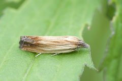 Eucosma radiatana