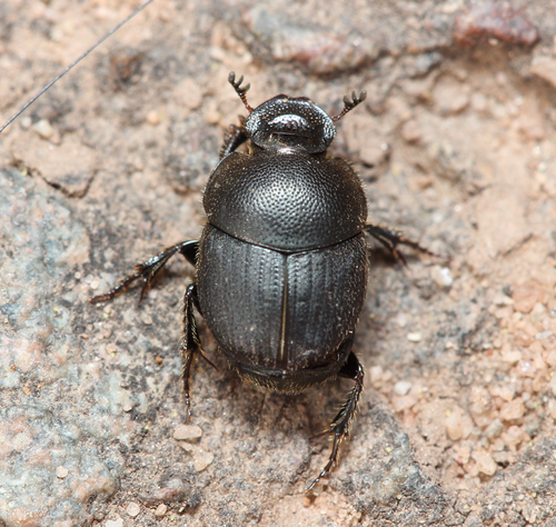 Onthophage ovatus